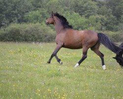 Pferd Minzheide (Trakehner, 2010, von Adamello)