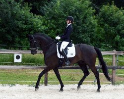 dressage horse Steve Mc Queen 3 (Oldenburg, 2013, from San Amour I)