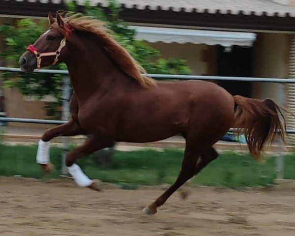 horse PICOLO (Andalusier,  )