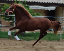 horse Picolo (Andalusier,  )