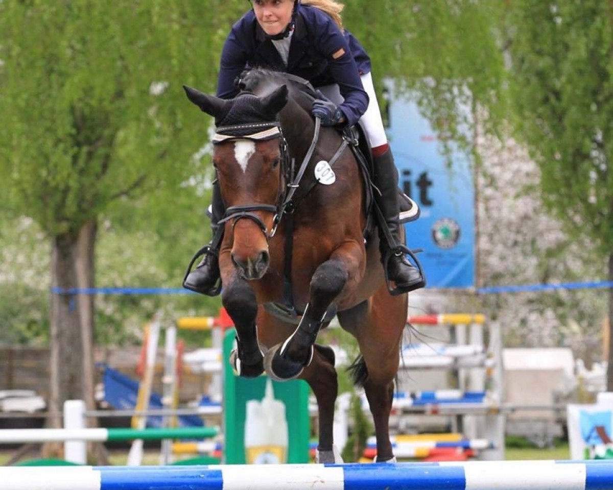 jumper Converter 3 (German Sport Horse, 2009, from Contenaro)