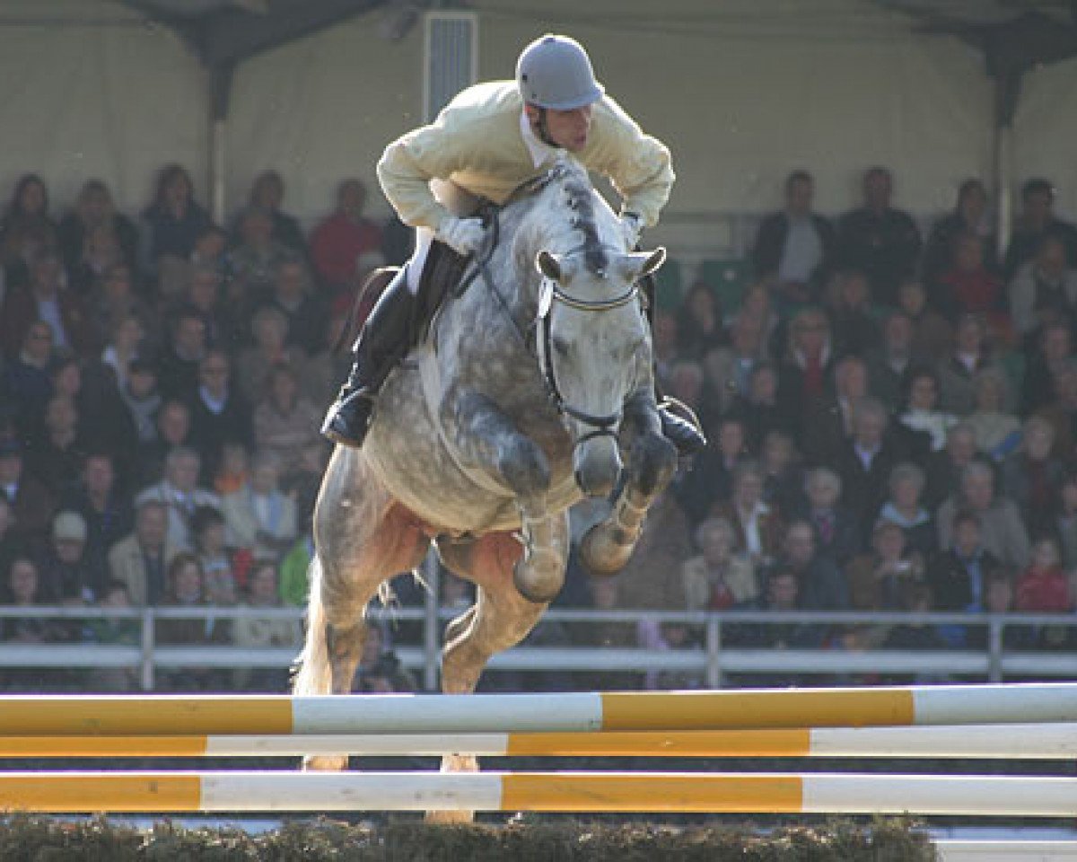 Deckhengst Salito (Hannoveraner, 2001, von Stakkato)