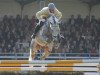 stallion Salito (Hanoverian, 2001, from Stakkato)