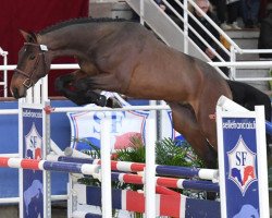 stallion Hora Ito Batilly (Selle Français, 2017, from Qlassic Bois Margot)