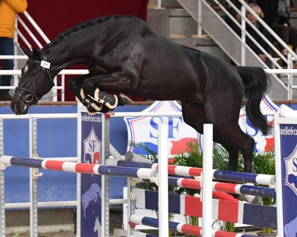 stallion Hollister du Plantey (Selle Français, 2017, from Dominator 2000 Z)