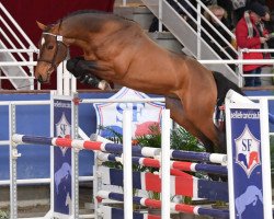 stallion Hold Up Riverland (Selle Français, 2017, from L'Arc de Triomphe)