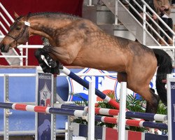 stallion Hissoa Desbois (Selle Français, 2017, from Rissoa D'Ag Bois Margot)