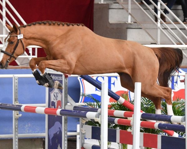 stallion Hipster V'Gas (Selle Français, 2017, from Balou du Rouet)