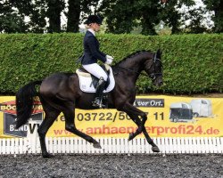 dressage horse Finley 120 (Hanoverian, 2017, from Fürstenball)