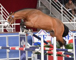 stallion Highland de Riverland (Selle Français, 2017, from Candy de Nantuel)