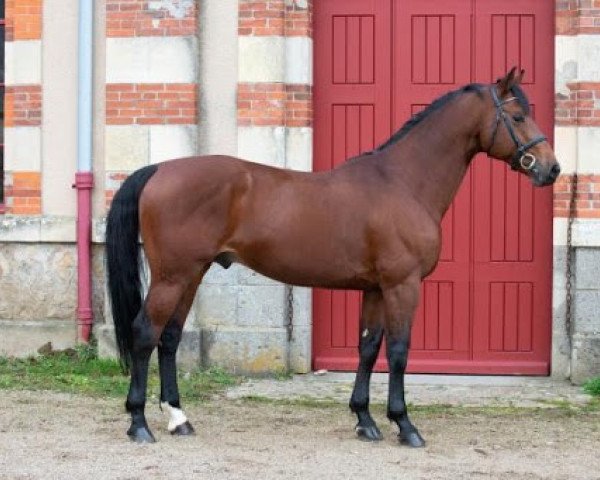 stallion Cicave du Talus (Selle Français, 2012, from Untouchable M)