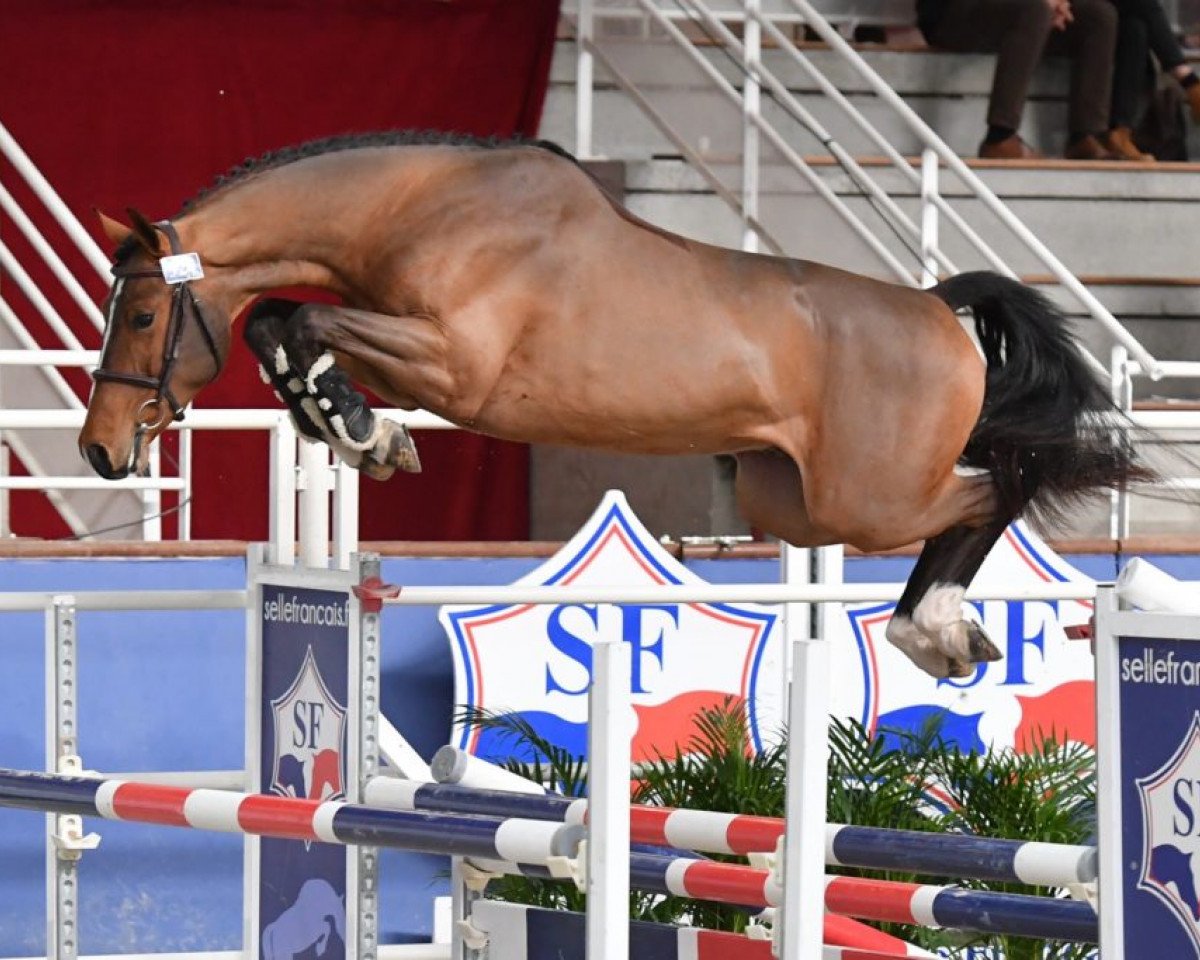 stallion Hendrick des Forets (Selle Français, 2017, from Cicave du Talus)