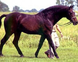 Deckhengst Landgraf I (Holsteiner, 1966, von Ladykiller xx)