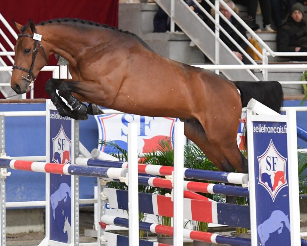 stallion Hornet des Granges (Selle Français, 2017, from Cornet Obolensky)