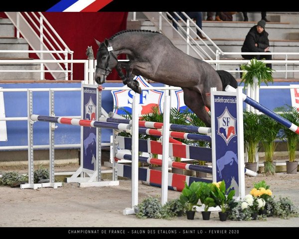 stallion Honduras La Silla (Selle Français, 2017, from Mylord Carthago)