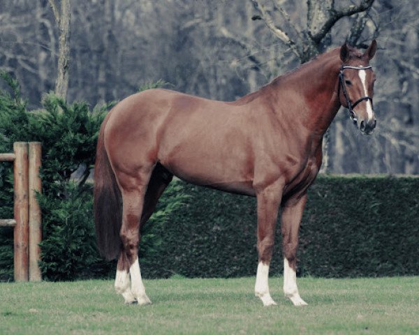 stallion Canabis D'Albain (Selle Français, 2012, from Baloubet du Rouet)