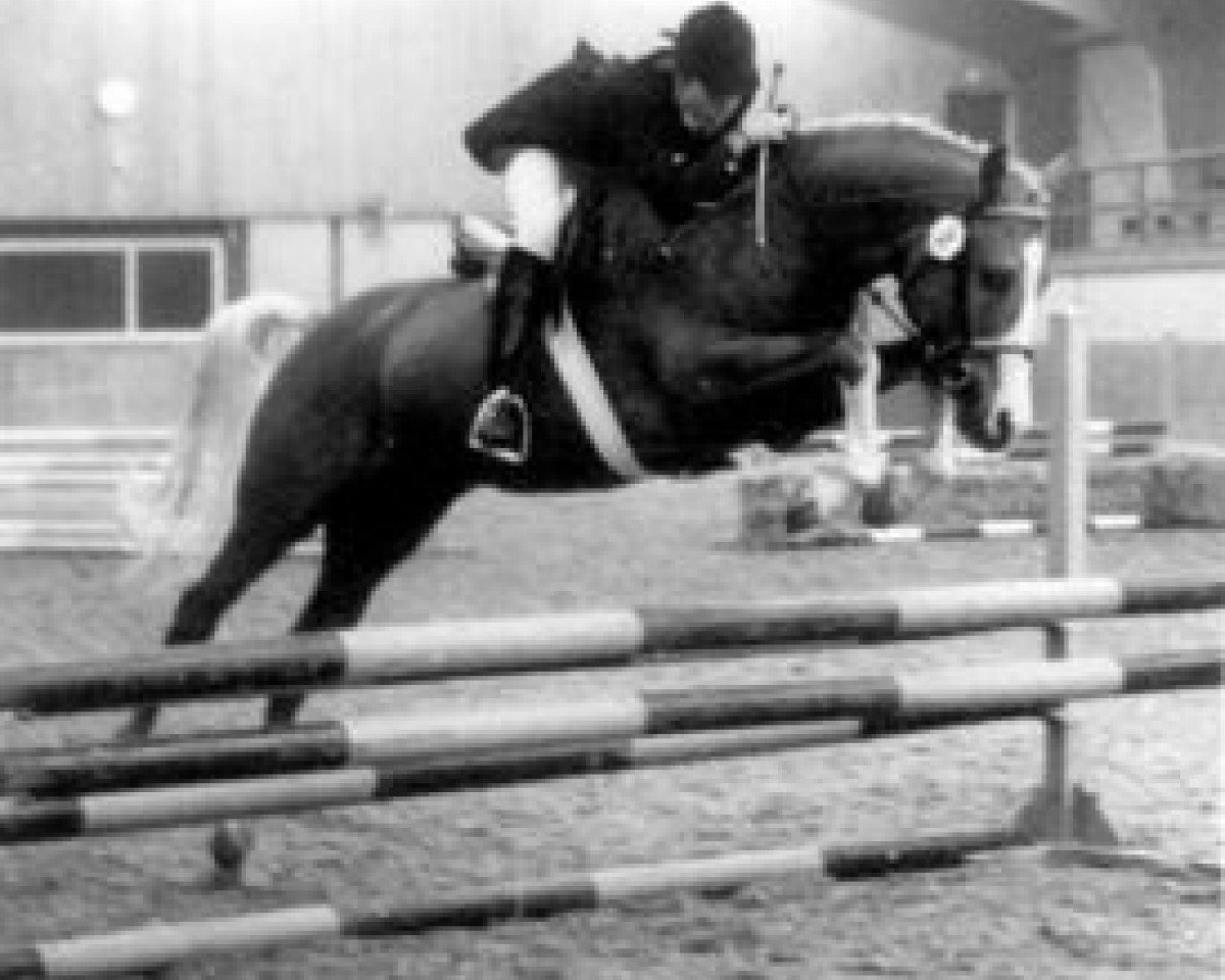 stallion Berkhof's Higgledy Piggledy (New Forest Pony, 1981, from Sweet William)