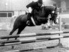 stallion Berkhof's Higgledy Piggledy (New Forest Pony, 1981, from Sweet William)