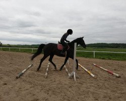 broodmare Silbermond (Mecklenburg, 2009, from Swarovski)