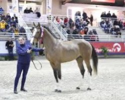 stallion Halessio du Linon (Selle Français, 2017, from Carrera VDL)