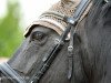 Dressurpferd Eldorado Sunshine (Quarter Horse, 2005, von Eldorado Cody Jac)