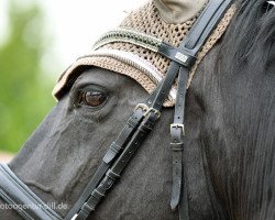 Dressurpferd Eldorado Sunshine (Quarter Horse, 2005, von Eldorado Cody Jac)