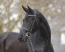 broodmare Black Prinzess (Oldenburg, 2014, from Van Vivaldi)