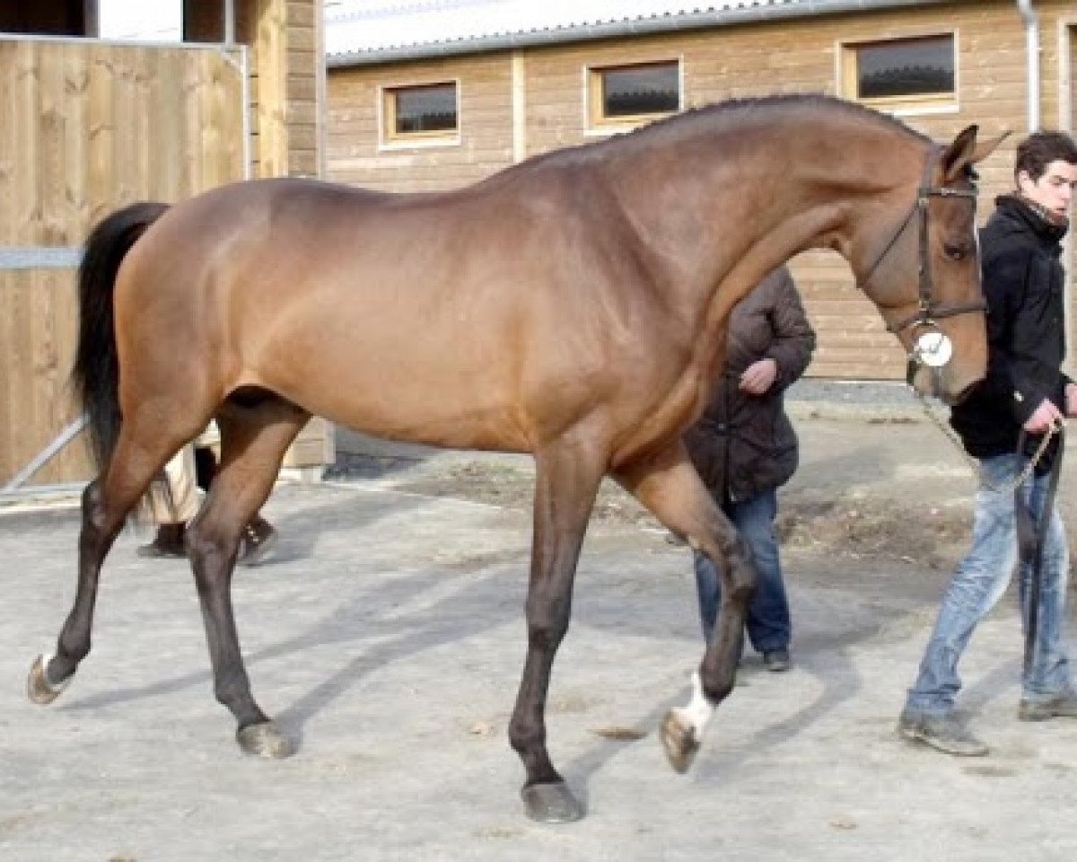 Springpferd Sunshine du Thot (Selle Français, 2006, von Quite Easy I)