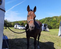 broodmare Ciccioleena (Oldenburg, 2008, from Check In 2)