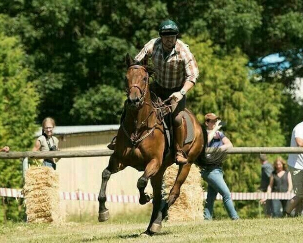 jumper Warus (Trakehner, 2011, from Virginian Song)