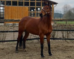 Springpferd Cinderella 633 (Hannoveraner, 2007, von Charming Boy 38)