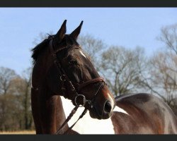 dressage horse Eene Kleene (unknown, 2003, from Epik)