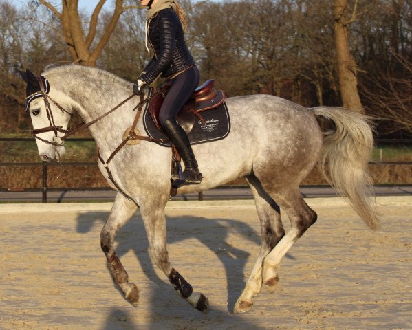 dressage horse Sylvester Stallone 5 (Hanoverian, 2013, from Stanley)