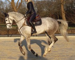 dressage horse Sylvester Stallone 5 (Hannoveraner, 2013, from Stanley)