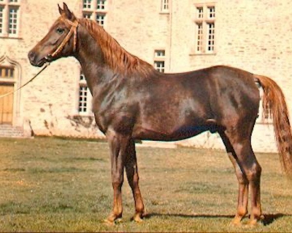 stallion Fakir de Domenjoi ox (Arabian thoroughbred, 1984, from Fawzan ox)