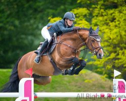 jumper Diesel (KWPN (Royal Dutch Sporthorse), 2008, from Untouchable)