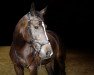 dressage horse Djamila (Bavarian, 2013, from Métall)