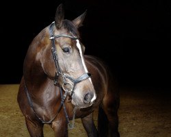 dressage horse Djamila (Bavarian, 2013, from Métall)