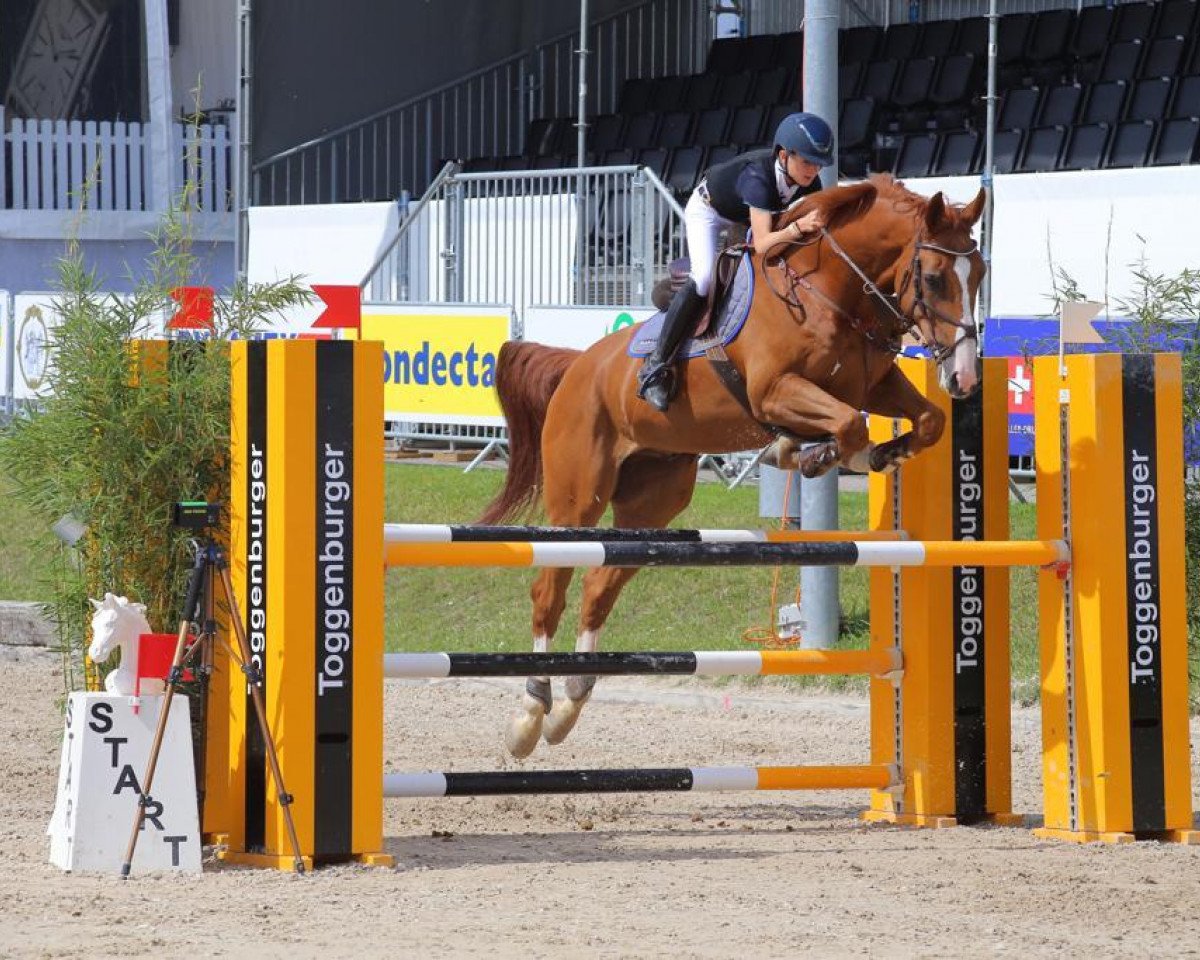jumper Ottorongo Vom Klee (Swiss Warmblood, 2009, from Ogano Sitte)