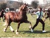stallion Ceredigion Tywysog (Welsh-Cob (Sek. D), 1972, from Brenin Dafydd)