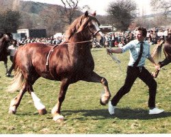 stallion Ceredigion Tywysog (Welsh-Cob (Sek. D), 1972, from Brenin Dafydd)