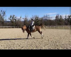 dressage horse My Dream D (Holländisches riding ponies, 2007)