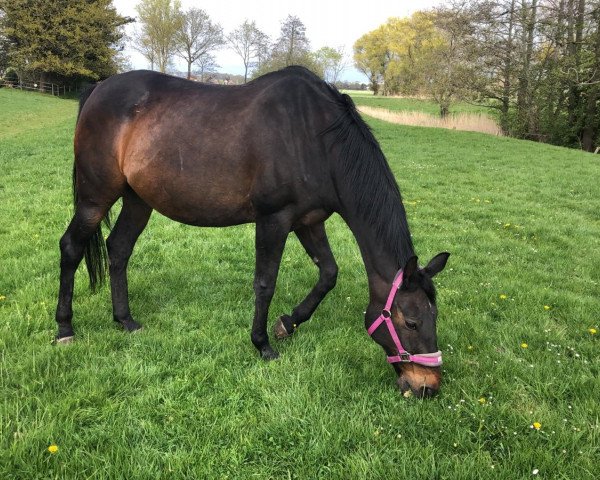 broodmare Lily 12 (Hanoverian, 1998, from Lavauzelle AA)