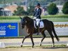 dressage horse Bredley (Westphalian, 2012, from Bretton Woods)