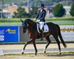 dressage horse Bredley (Westphalian, 2012, from Bretton Woods)