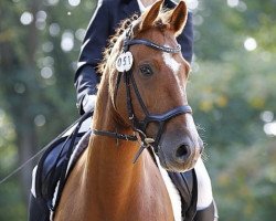 dressage horse Quarterbacks Moonlight von Rot (Little German Riding Horse, 2013, from Quaterback's Junior)