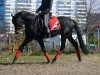 stallion Heidehof's Mexiko (German Riding Pony, 2010, from Kielshoop Honeyhill)