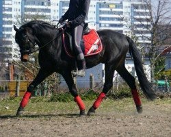 stallion Heidehof's Mexiko (German Riding Pony, 2010, from Kielshoop Honeyhill)