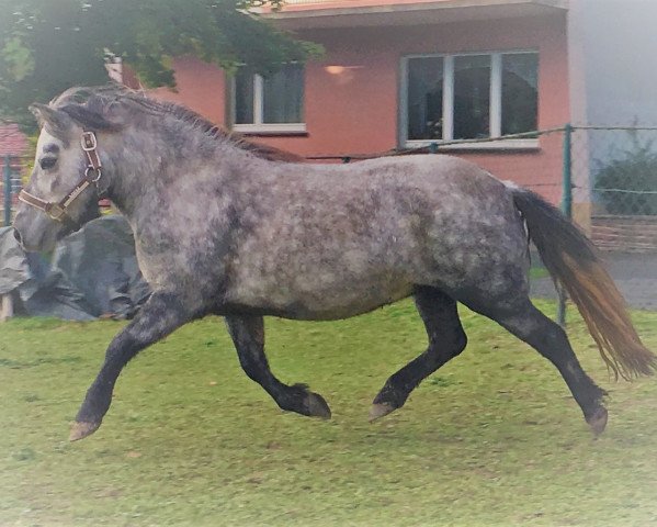 Pferd StPrSt A Shelly von der Lohmühle (Shetland Pony, 2013, von Vesuv)