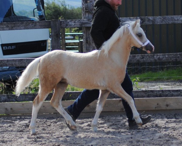 horse Lawkholme Confetti (Welsh mountain pony (SEK.A), 2020, from Churchwood Troy)